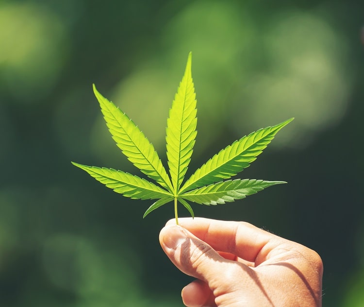 hand-holding-fresh-marijuana-leaf
