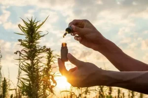 Como El Cannabidiol Puede Impactar Tu Salud Dental