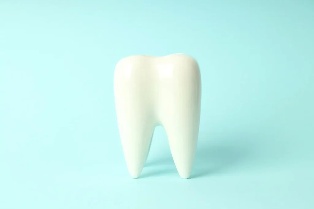 wisdom-tooth-model