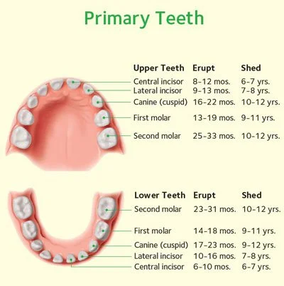baby-primary-teeth