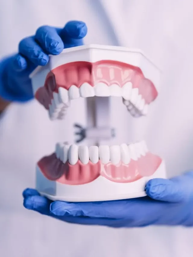dental-model-of-a-human-jaw