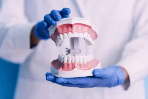 dental-model-of-a-human-jaw