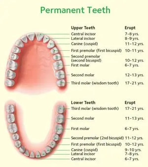 permanent-teeth