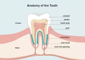 What-You-Need-to-Know-About-Your-Tooth-Pulp