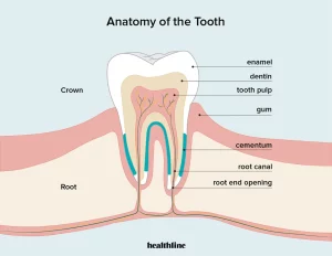 What-You-Need-to-Know-About-Your-Tooth-Pulp