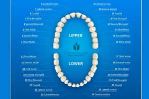 universal teeth numbering system