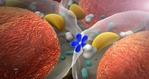 human growth hormone