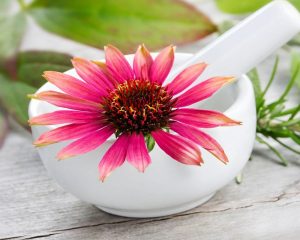 Echinacea