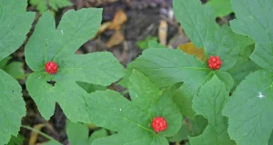 Goldenseal (Hydrastis canadensis)