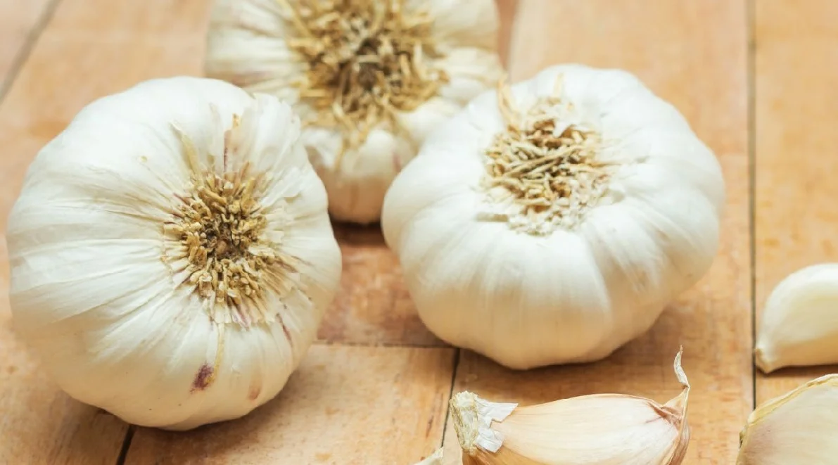 garlic toothache remedy