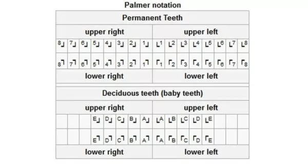 Palmer system: a visual way to identify teeth